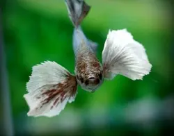 فایتر بیگ ایر 5 تا 7 CM