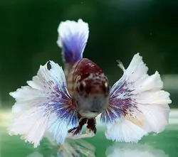 فایتر بیگ ایر 5 تا 7 CM