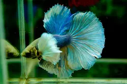 فایتر بیگ ایر 5 تا 7 CM