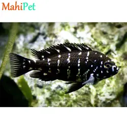 سیچلاید دبوسی 7 تا 8 سانت