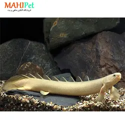 خرید پولی آذرخش (پلی) - ماهی پت| فروشگاه اینترنتی آکواریوم و ماهی