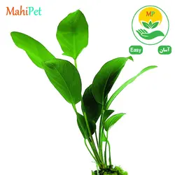 گیاه آنوبیاس هاستی فولیا