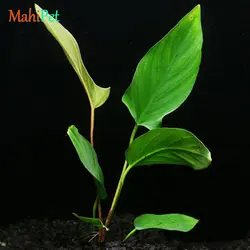 گیاه آنوبیاس هاستی فولیا