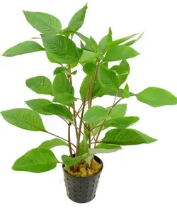 پک گیاه مقاوم (دو عدد خنجری و دو پانچ گیاه سیبی) 4 عددی