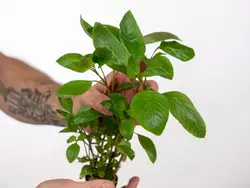پک گیاه مقاوم (دو عدد خنجری و دو پانچ گیاه سیبی) 4 عددی