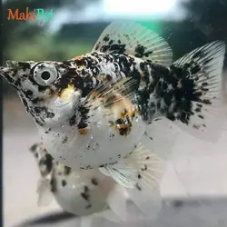 ماهی مولی بالن خالدار 3 تا 5 سانتی متر (جفت)