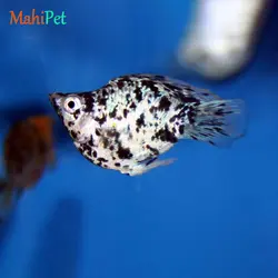 ماهی مولی بالن خالدار 3 تا 5 سانتی متر (جفت)