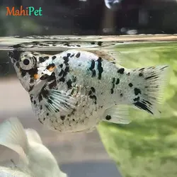 ماهی مولی بالن خالدار 3 تا 5 سانتی متر (جفت)