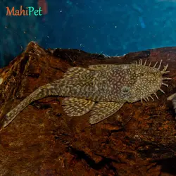 خرید ماهی ماهی کت پوزه بوته ای مشکی مولد باله کوتاه - ماهی پت| فروشگاه اینترنتی آکواریوم و ماهی