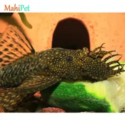 خرید ماهی ماهی کت پوزه بوته ای مشکی مولد باله کوتاه - ماهی پت| فروشگاه اینترنتی آکواریوم و ماهی