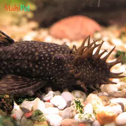 خرید ماهی ماهی کت پوزه بوته ای مشکی مولد باله کوتاه - ماهی پت| فروشگاه اینترنتی آکواریوم و ماهی