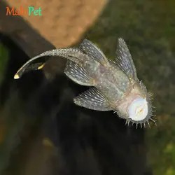 خرید ماهی ماهی کت پوزه بوته ای مشکی مولد باله کوتاه - ماهی پت| فروشگاه اینترنتی آکواریوم و ماهی