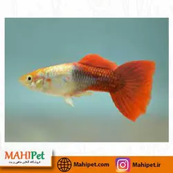 ماهی گوپی گلدن رد جفت