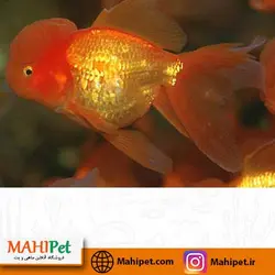 ماهی گلدفیش کله شیری 9 تا 11 سانت