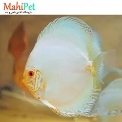 خرید ماهی دیسکس وایت پلاتینیوم 4.5 اینچ - ماهی پت| فروشگاه اینترنتی آکواریوم و ماهی
