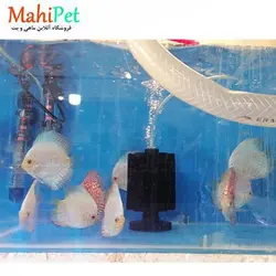 خرید ماهی دیسکس وایت پلاتینیوم 4.5 اینچ - ماهی پت| فروشگاه اینترنتی آکواریوم و ماهی