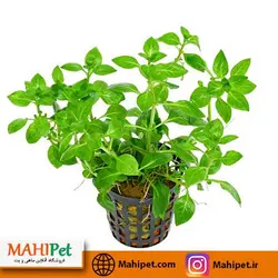 گیاه آکواریومی لودویجیا پالوستریس گرین