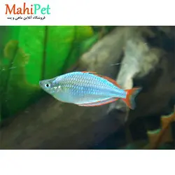 ماهی رمبو نئون دارف 2.5 تا 3 سانت
