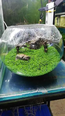 تنگ شیشه ای پلنت پلنتاریوم | کد 4