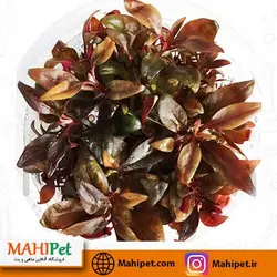 پک گیاه آلترنانترا رینکی مینی ( 3عددی )