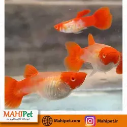 گوپی کوی درشت گرید A (جفت)