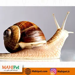 پک حلزون تراپی سوپر سایز (5 عددی) + ظرف نگهدارنده