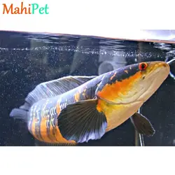 خرید ماهی چانا ( سرماری ) رد مارو 30 سانت - ماهی پت| فروشگاه اینترنتی آکواریوم و ماهی