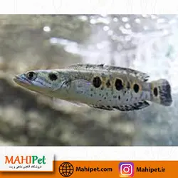 خرید ماهی چانا ( سرماری ) تری اسپات 15 سانت - ماهی پت| فروشگاه اینترنتی آکواریوم و ماهی