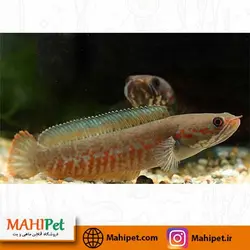 چانا اندرو 5 تا 6 سانت