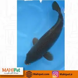 ماهی کوی مشکی 20 تا 25 سانت