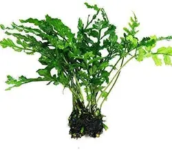 گیاه بول بتیس بوته بزرگ
