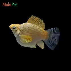 ماهی مولی بالن بیگ ایر پلاتینیوم (جفت)