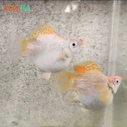 ماهی مولی بالن بیگ ایر پلاتینیوم (جفت)