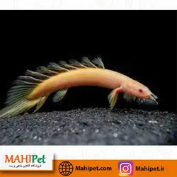 خرید پلی (پولی) آلبینو 18 تا 20 سانت - ماهی پت| فروشگاه اینترنتی آکواریوم و ماهی