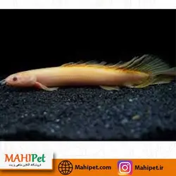 خرید پلی (پولی) آلبینو 18 تا 20 سانت - ماهی پت| فروشگاه اینترنتی آکواریوم و ماهی