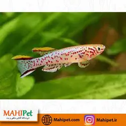 ماهی کیلی فیش 4 تا 5 سانت