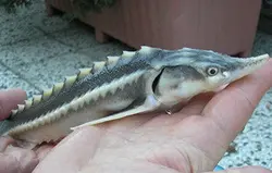 ماهی استروژن 10 تا 12 سانتی متر