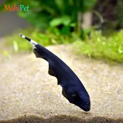 ماهی بلک گوست 17 تا 18 سانتی متر