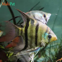 ماهی آنجل آلتوم ایرانی سایز 6 تا 7 سانتی متر