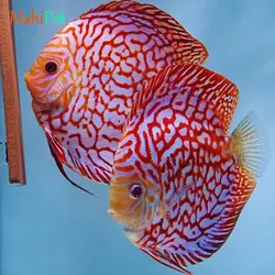 ماهی دیسکس پیژن پاندا سایز 3.5 اینچ