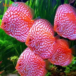 ماهی دیسکس پیژن پاندا سایز 3.5 اینچ