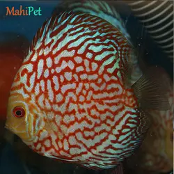 ماهی دیسکس پیژن پاندا سایز 3.5 اینچ