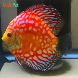 ماهی دیسکس پیژن پاندا سایز 3.5 اینچ