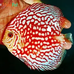 ماهی دیسکس پیژن پاندا سایز 3.5 اینچ
