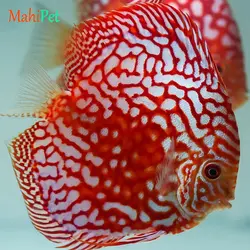 ماهی دیسکس پیژن پاندا سایز 3.5 اینچ