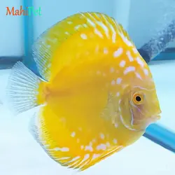 ماهی دیسکس یلو اسنیک سایز 3.5 اینچ