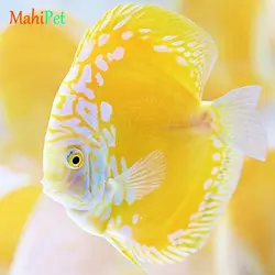 ماهی دیسکس یلو اسنیک سایز 3.5 اینچ