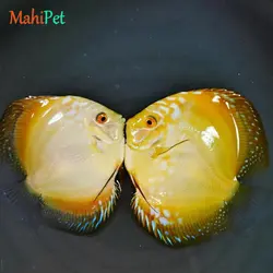 ماهی دیسکس یلو اسنیک سایز 3.5 اینچ