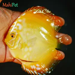 ماهی دیسکس یلو اسنیک سایز 3.5 اینچ