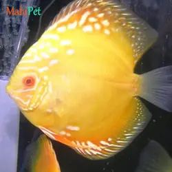 ماهی دیسکس یلو اسنیک سایز 3.5 اینچ